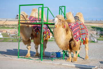 Bactrian camel on the background of historical places in Central Asia. Beautiful harnessed camel for riding tourists.