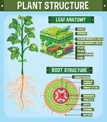 Internal structure of plant diagram - obrazy, fototapety, plakaty