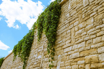 Obraz premium Supporting stone retaining wall with weaving curly greenery plant of wild grape under cloudy blue sky
