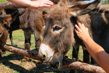 Сhildren petting a domestic donkey in a farm pen