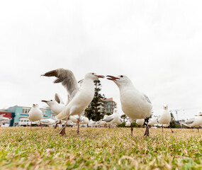 Feeding Silver Gull Doves in Bondi Beach, Sydney, Australia. Wide Angle