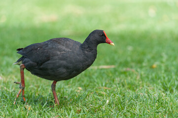 Little Black Cormorant in Sydney, Australia.