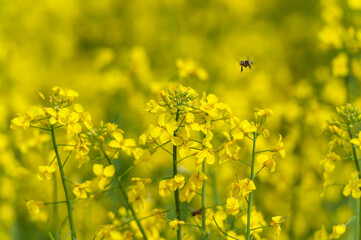 Rapeseed Field and Flying Bee in Background. Beautiful Blooming Scene. Yellow Color