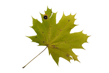 Autumn Leaf. Isolated on white background.