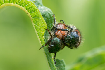 Cockchafer Mating. Macro Photo Shallow DOF