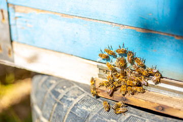 Bees fly into the hive in the apiary. Beautiful honeycombs with bees close-up. A swarm of bees...