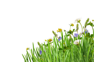 Green grass and wild flowers in a corner arrangement isolated on white or transparent background