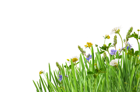 Green grass and wild flowers in a corner arrangement isolated on white or transparent background
