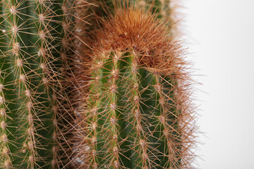 Beautiful green cactus on white background, closeup. Tropical plant