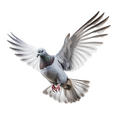 A dove isolated on a transparent png white background