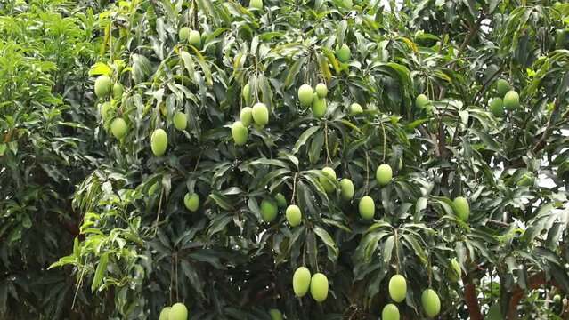 Green Mangoes on Mango tree