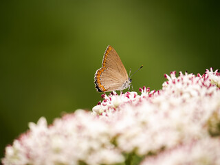 beautiful butterfly on a flower