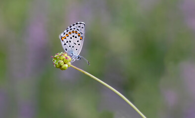 Bavius Blue butterfly (Rubrapterus bavius) on flower