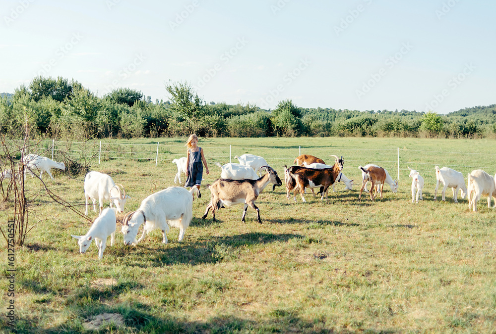 Wall mural girl playing and feeding with goats on the goats cheese farm outdoors