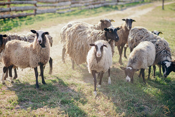 Sheep farm . feeding sheep