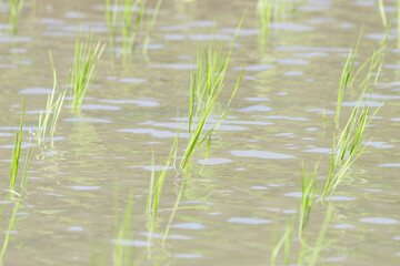 Rice paddies in early summer, rice seedlings swaying in the wind, waves