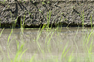 Rice paddies in early summer, rice seedlings swaying in the wind, waves
