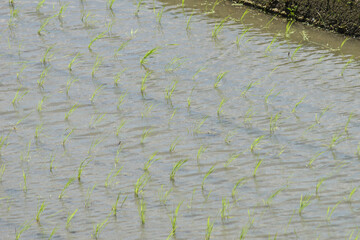 Rice paddies in early summer, rice seedlings swaying in the wind, waves	
