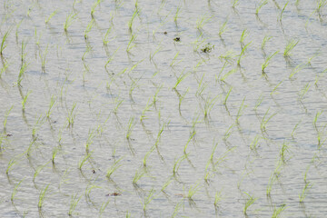 Rice paddies in early summer, rice seedlings swaying in the wind, waves	