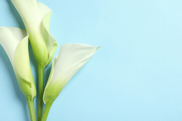 Beautiful calla lily flowers on light blue background, flat lay. Space for text