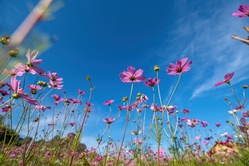 Obraz na płótnie Canvas Cosmos ​(Mexican Aster) spring flower pink field / colorful cosmos blooming in the beautiful garden flowers on hill landscape mountain and summer blue sky background