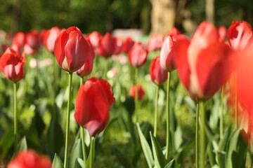 Beautiful red tulips growing outdoors on sunny day, closeup