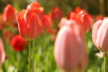 Fototapeta premium Beautiful bright tulips growing outdoors on sunny day, closeup