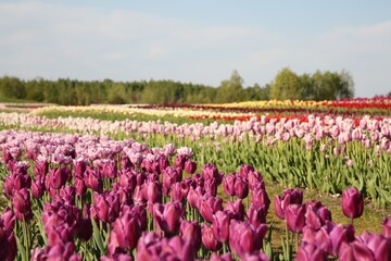 Beautiful colorful tulip flowers growing in field on sunny day