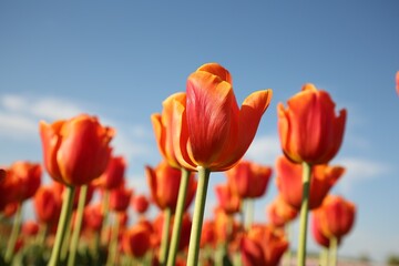 Beautiful red tulip flowers growing against blue sky, closeup