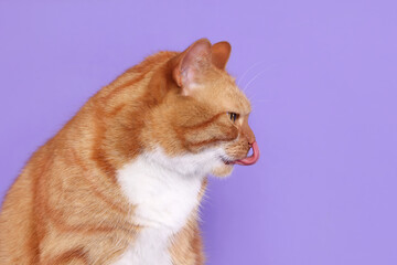Cute cat licking itself on lilac background, space for text
