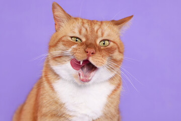Cute cat licking itself on lilac background - obrazy, fototapety, plakaty
