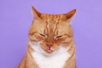 Cute cat showing tongue on lilac background