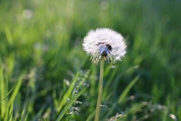 Beautiful dandelion in green grass outdoors, closeup