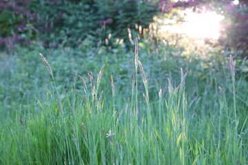 Beautiful view of green grass in park
