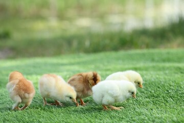 Many cute chicks on green artificial grass outdoors, closeup. Baby animals