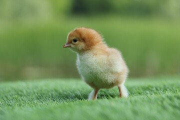 Cute chick on green artificial grass outdoors, closeup. Baby animal