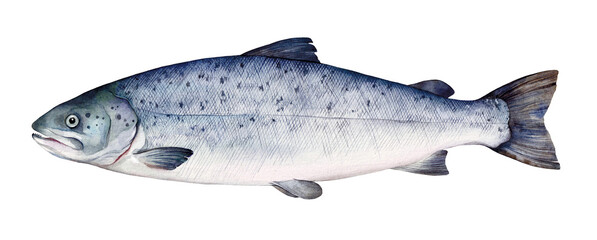 Watercolor Atlantic salmon (Salmo salar). Hand drawn fish illustration isolated on white background.