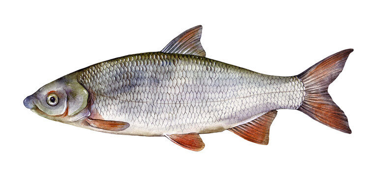 Watercolor common nase (Chondrostoma nasus). Hand drawn fish illustration isolated on white background.