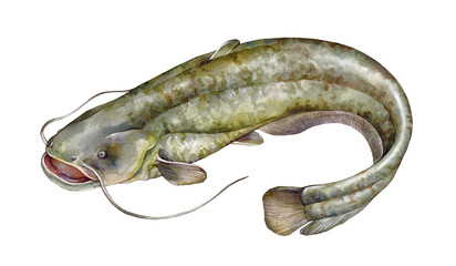 Watercolor wels catfish or sheatfish (Silurus glanis). Hand drawn fish illustration isolated on white background. - obrazy, fototapety, plakaty