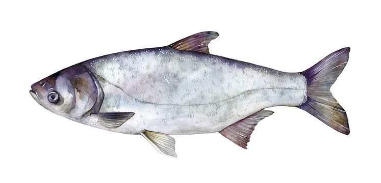 Watercolor silver carp (Hypophthalmichthys molitrix). Hand drawn fish illustration isolated on white background.