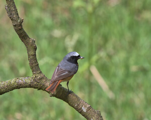 Male Common Redstart perched on a branch.