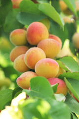A bunch of natural apricots