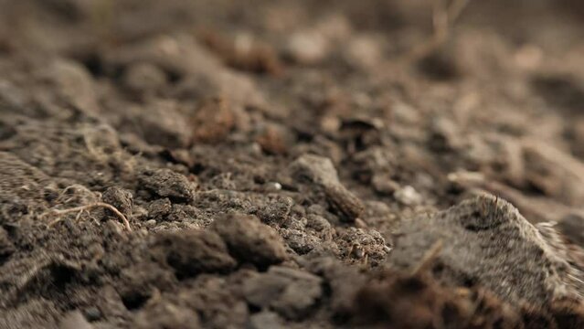 Black ants crawl on clods of dry, dark earth. Close up, shallow depth of field.