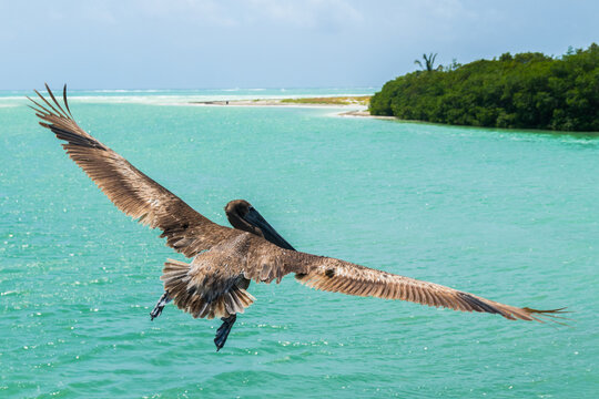  reserva da biosfera - M&eacute;xico - Pelicano