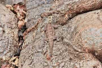 The lizard on baobab tree in Senegal