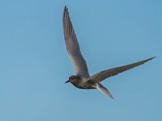 Black Tern (Chlidonias nigra) in flight. Bird in flight.