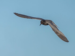 Black Tern (Chlidonias nigra) in flight. Bird in flight.