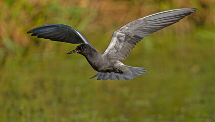 Black Tern (Chlidonias nigra) in flight. Bird in flight.