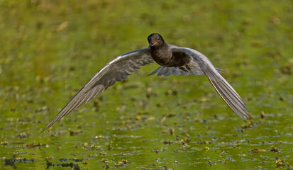 Black Tern (Chlidonias nigra) in flight. Bird in flight.