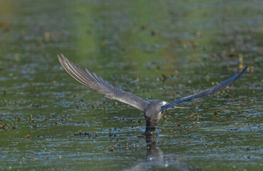 Black Tern (Chlidonias nigra) in flight. Bird in flight.